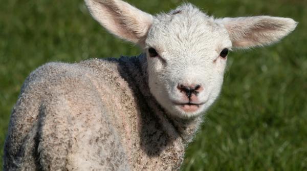 adrian negrescu va fi primul paste fara miel pentru majoritatea romanilor in conditiile in care pretul carnii a atins un nivel fara precedent in ultimii 30 de ani