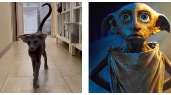 de necrezut o pisica seamana leit cu dobby din seria harry potter clipurile cu felina ciudata au devenit virale video