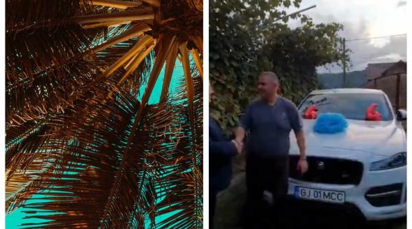 in motru se planteaza palmieri desi e invazie de plosnite val valcu mi se pare normal sa pui palmieri pentru jaguar video in articol