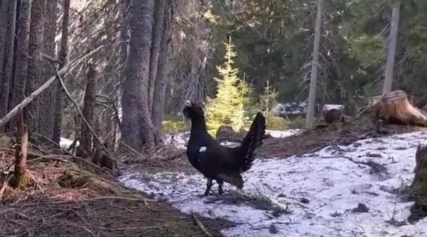 imagini spectaculoase cu rotitul cocosului de munte surprinse intr o padure din muntii rodnei video in articol
