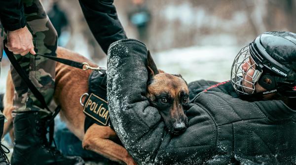 cat dureaza procesul de formare al unui caine politist robert dorobantu unde raman patrupezii dupa formare