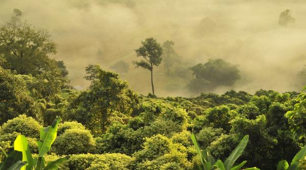ce nu stiai despre praful din sahara calatoria de mii de kilometri datorita careia se dezvolta padurea amazoniana