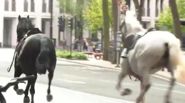 panica in londra mai multi cai de cavalerie au fugit liberi pe strazi video