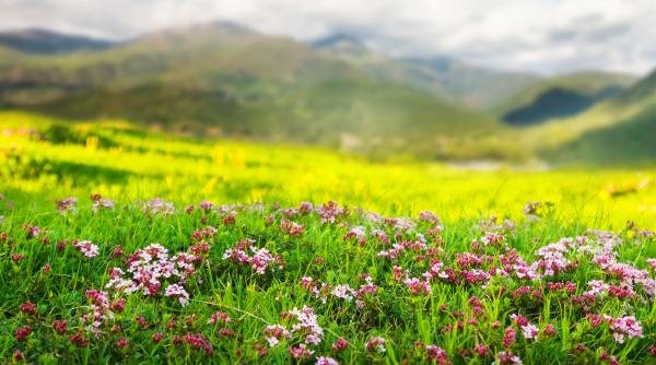 calendar crestin ortodox 2024 sarbatoare 25 aprilie 2024 cruce neagra