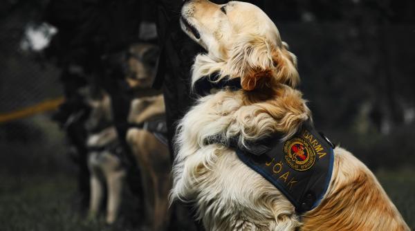 robert dorobantu agent sef in politia romana cum e folosit cainele politist si cat de departe poate ajunge cum sunt selectati cei mai buni dintre ei