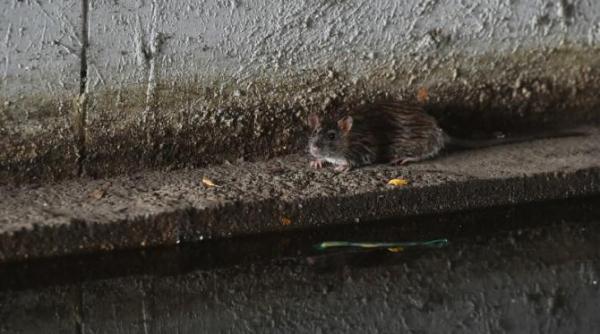 radem dar nu este bine in sectorul 1 ce a facut av florin mircea andrei prima oara din 86 ca sa nu i intre sobolanii in casa