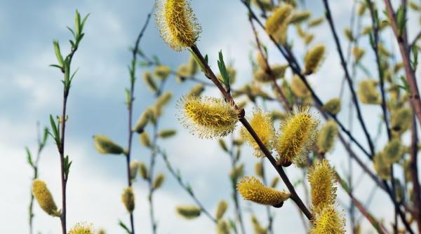 traditii de florii de ce se pun ramuri de salcie pe pomii fructiferi si pe stupi de ce nu e bine sa le arunci dupa ce se usuca