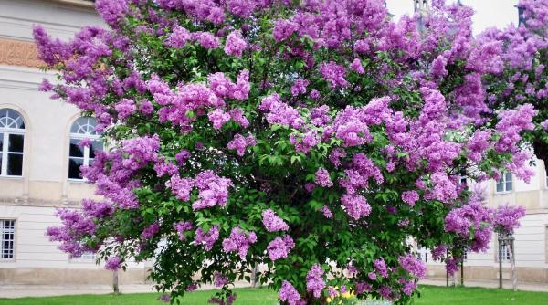 traditii culinare sirop aromatic din miresme de liliac