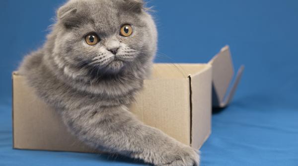 povestea pisicutei livrate intr o comanda online de incaltaminte