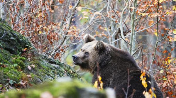 ursul a ajuns si in giurgiu ar fi acelasi animal vazut acum 3 saptamani la marginea bucurestiului