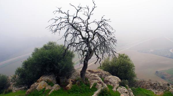 lectii de la un pom uscat in saptamana mare de ce miercurea mare este miercurea tacuta pastor iosua faur oare iisus cand priveste la viata noastra nu gaseste decat frunze