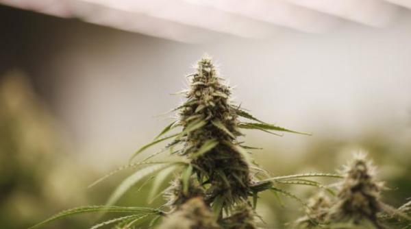 romania porneste razboaie impotriva consumatorilor de marijuana sua aproape de a reclasifica drogul intr o categorie mai usoara