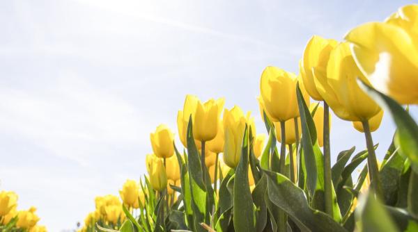 vremea pe o luna prognoza meteo pana in 27 mai temperaturile vor fi apropiate sau sub normalul perioadei