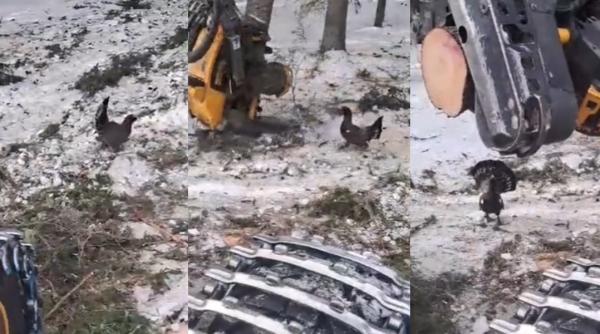 imagini virale cu un cocos de munte in timp ce ataca un utilaj forestier care taie padurea video