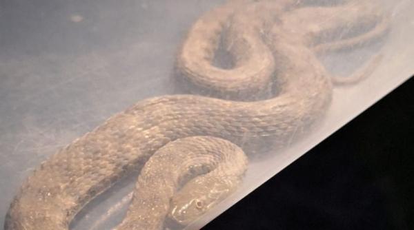 o familie din mehedinti a gasit un sarpe urias in dormitor