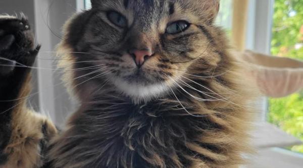 de ce erau pisicile venerate in antichitate