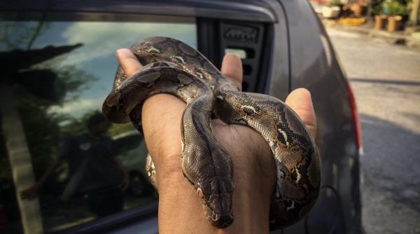 un barbat a mers pe autostrada cu un sarpe prins de bara de protectie imaginile din trafic au devenit virale video