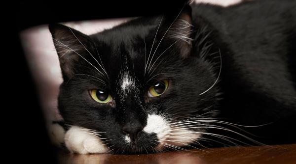 misterul lui oscar motanul ce prevestea moartea posibila explicatie a cazului care a impresionat pe toata lumea