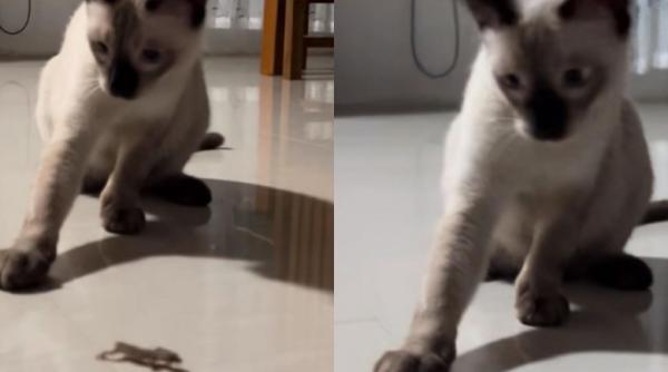 viral reactia unei pisici cand o soparla isi lasa coada pe podea pentru a scapa din ghearele ei video