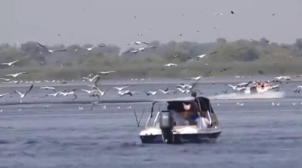 patru barci de mare viteza au intrat direct intr o colonie de pelicani din delta dunarii video