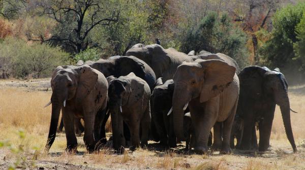 si elefantii se saluta intre ei care sunt gesturile pe care le fac cu trompa atunci cand socializeaza sau primesc un nou membru in turma