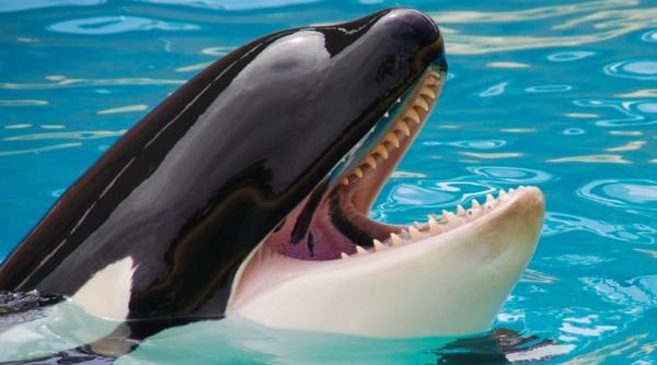 iaht scufundat de orci in stramtoarea gibraltar