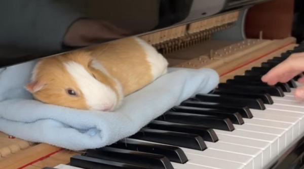 acest porcusor de guinees adoarme doar pe muzica de pian imagini virale cu animalul care se relaxeaza pe clape video