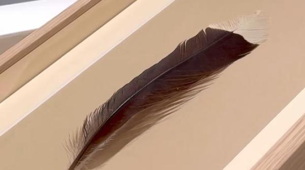 record mondial cu cat s a vandut cea mai scumpa pana din lume