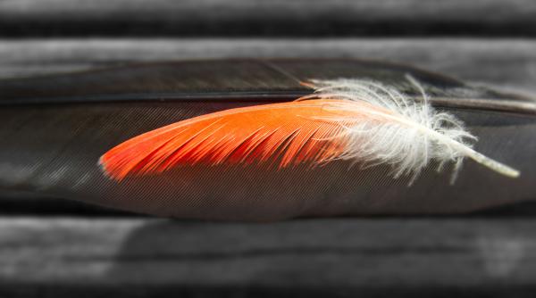 cum arata cea mai scumpa pana din lume care a fost vanduta cu peste 28 000 de dolari foto in articol