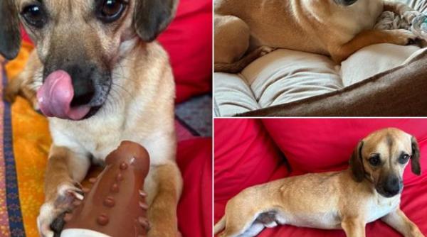 patrocle inca este cautat stapanii au marit recompensa la 6 000 de lei