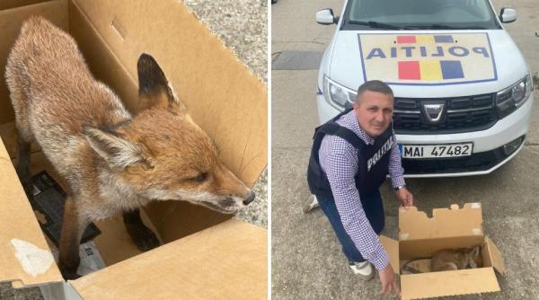pui de vulpe malnutrit salvat de politistii din arad unde a fost gasit