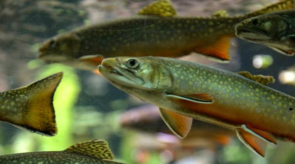 pastrav urias de 110 centimetri prins intr un lac din romania foto in articol