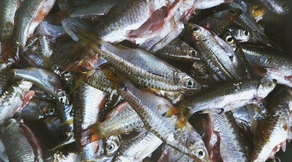 in acest oras ploua cu pesti in fiecare an iata si explicatia