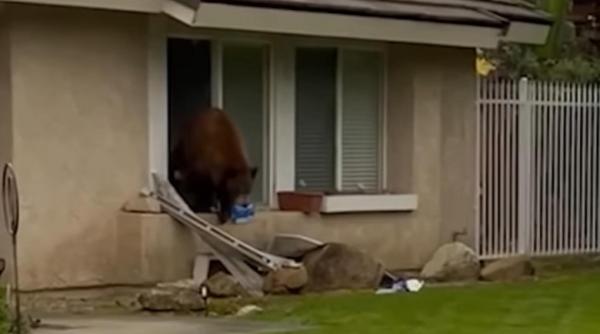 un urs a fost poreclit oreo dupa ce a pradat mai multe case in cautare de biscuiti imaginile au devenit virale video