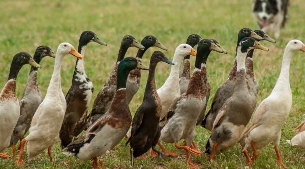 pesticidele inlocuite in romania cu ratele alergatoare indiene cat costa un boboc si o rata adulta