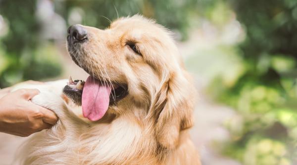 un caine pierdut de doi ani si a regasit familia politistii de la protectia animalelor i au identificat stapanii dupa microcip