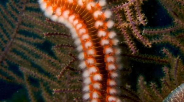 viermele de foc a invadat plajele din italia turistii in alerta tot ce trebuie sa stii despre vermecanul care ajunge pana la 30 de centimetri