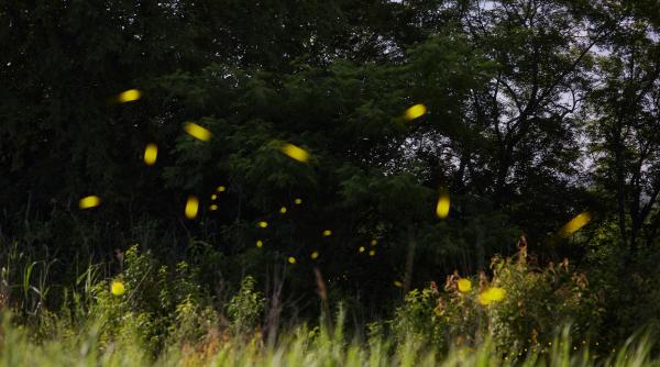 de ce fac lumina licuricii
