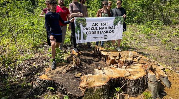 un arbore de 300 de ani din padurea barnova a fost taiat pentru lemn de foc mars de protest in centrul iasiului foto
