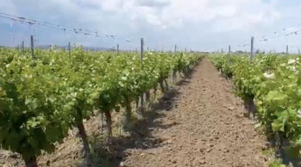 turism viticol in vrancea ca n franta si n italia colt binecuvantat de dumnezeu avem cea mai mare suprafata viticola din romania video