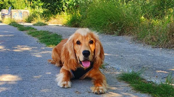 8 lucruri fascinante pe care nu le stiai despre caini