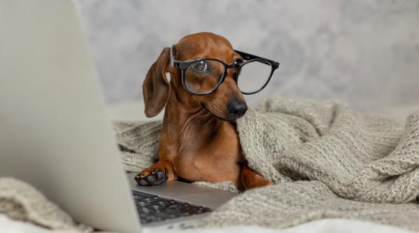 alegerile din 2024 in ghearele catelusilor comisarul marius dobrescu despre rolul animalelor in supravegherea proceselor electorale video