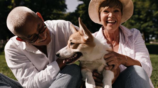 caini blanzi ca mielul 10 rase ideale pentru seniori