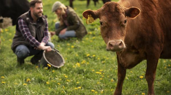 ragaielile vacilor cauzeaza schimbari climatice cercetatorii au creat un vaccin special pentru bovine care ar reduce emisiile de metan