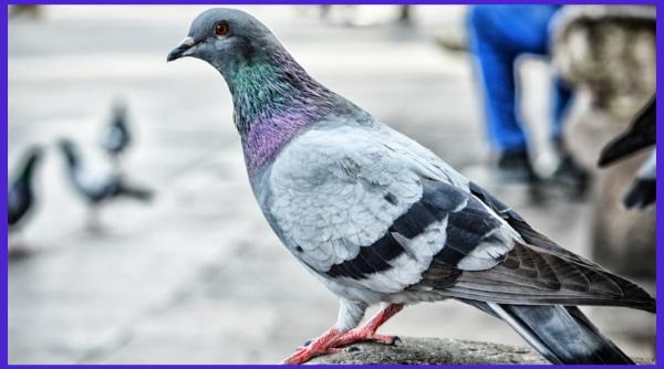 care e diferenta dintre porumbel si gugustiuc debandada in orase dupa invazia pasarilor