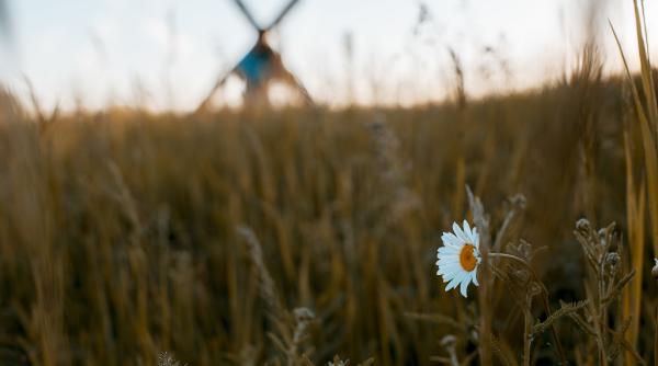 calendar crestin ortodox sarbatoare 9 iunie 2024