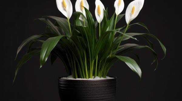 floarea pe care trebuie sa o ai in casa