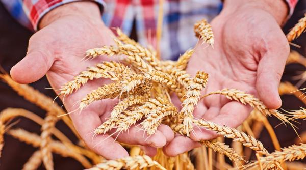 pretul graului s a prabusit pe pietele internationala de vina este turcia