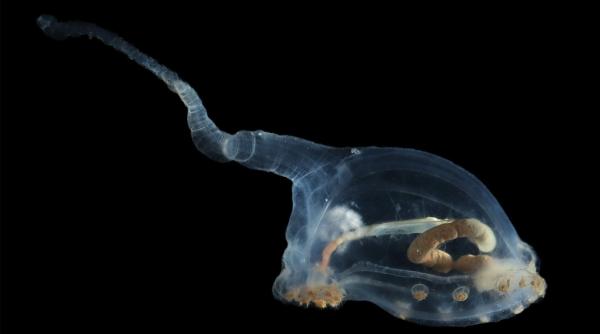 prezenta extraterestra in adancuri mai multe creaturi cu aspect ciudat au fost detectate in oceanul pacific