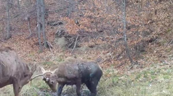 imagini inedite cu doi cerbi care se confrunta pentru un loc la piscinuta video
